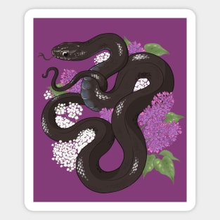 Mexican Black Kingsnake and Lilacs Magnet